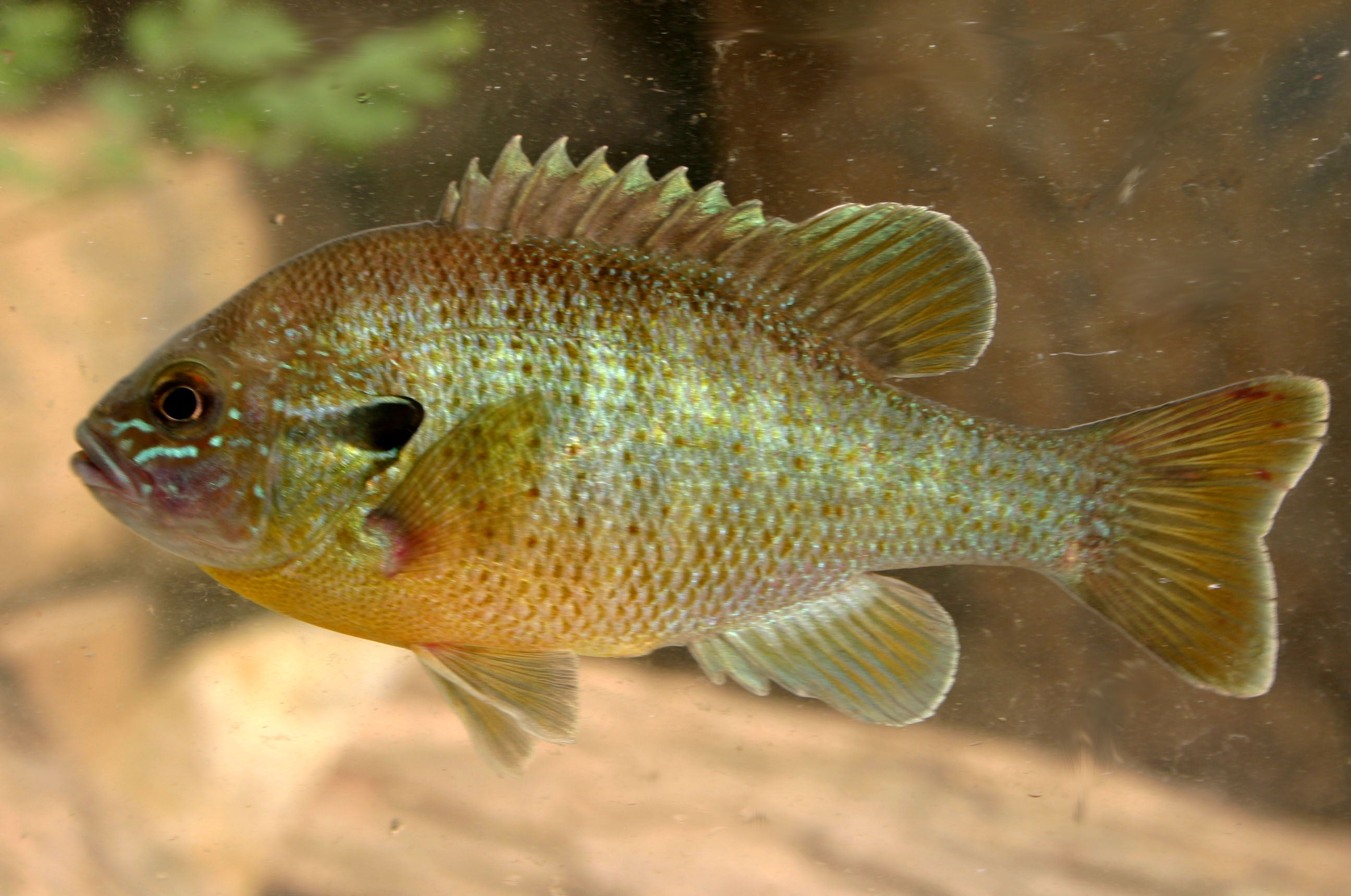 Lepomis macrochirus.jpg